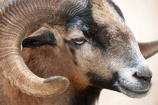 istock Mouflon - Wild Sheep Goat Bighorn (XXXL) 184345172
