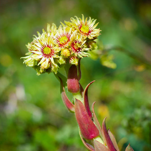 sempervivum grandiflorum haw - haw stock-fotos und bilder