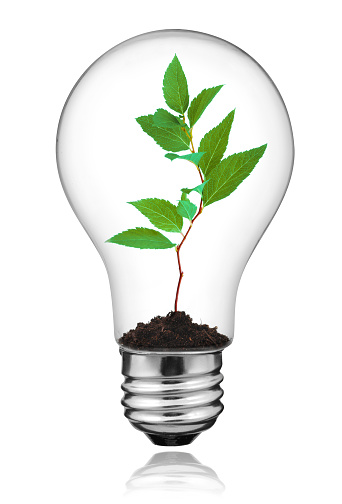 Lightbulb with plant growing inside