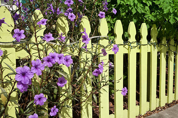 istock Picket Fence and Flowers 184345407