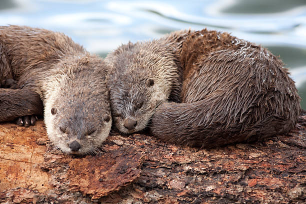 istock River otter pair sleep on floating log Yellowstone NP Wyoming 184345501