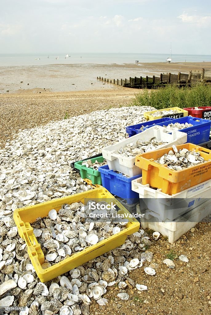 Oyster Shell de reciclagem - Foto de stock de Reciclagem royalty-free