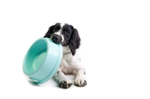 spaniel puppy holding its food bowl and demanding to be fed (white background)