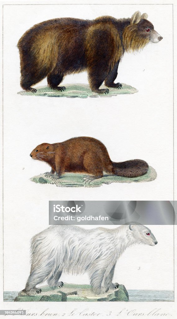 bear, beaver, polar bea r-historic ilustração, 1837 para ser - Ilustração de Castor royalty-free