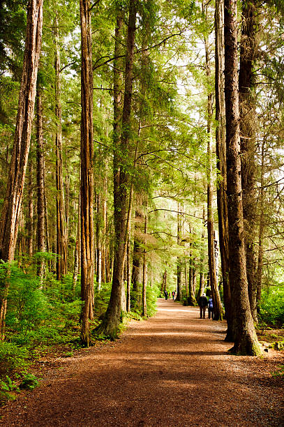 пейзаж фотографии ситка, аляска - forest alaska plant sitka spruce стоковые фото и изображения