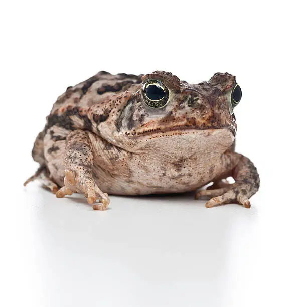 young cane toad portrait