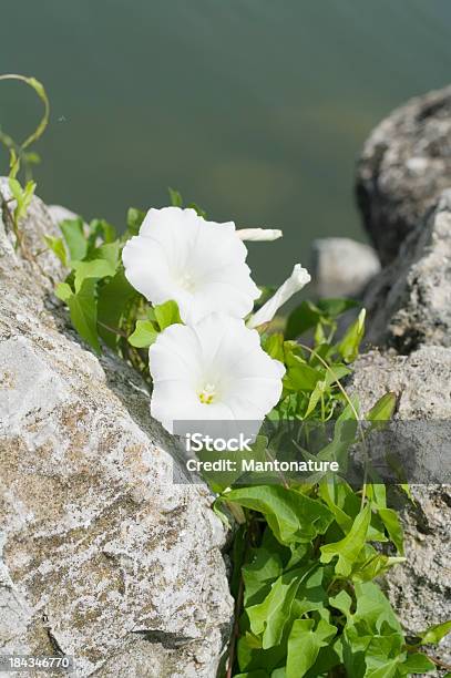 Larger Bindweed Bellvine Stock Photo - Download Image Now - Beauty In Nature, Bindweed, Close-up