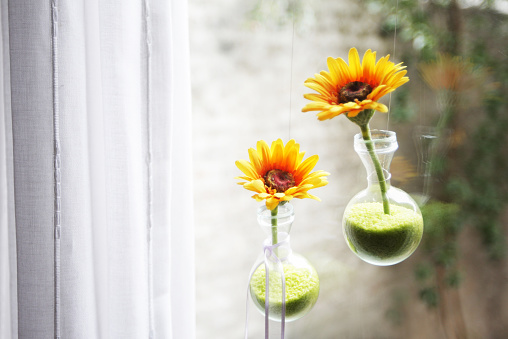 Gerberas in glass vases hanging at the window. Garden is partially visible trhough the window.