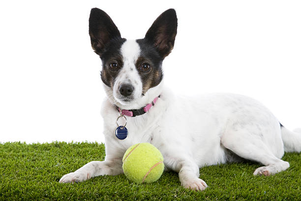 istock Little Dog With Tennis Ball 184347182