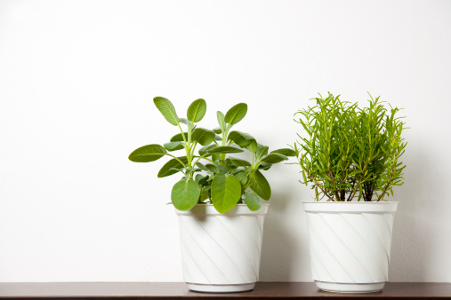 rosemary and sage on white.