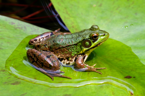 Frog sitting on a lily pad in a pond.