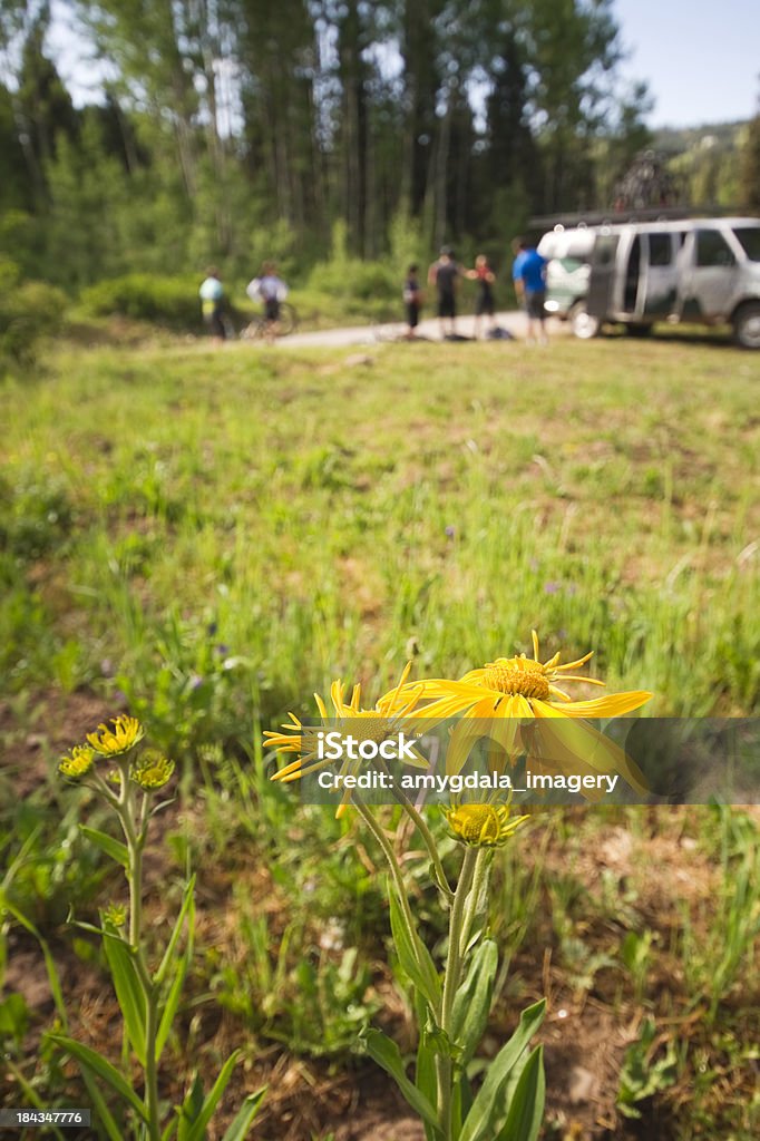 Dziki kwiat rekreacja - Zbiór zdjęć royalty-free (Durango - Stan Kolorado)