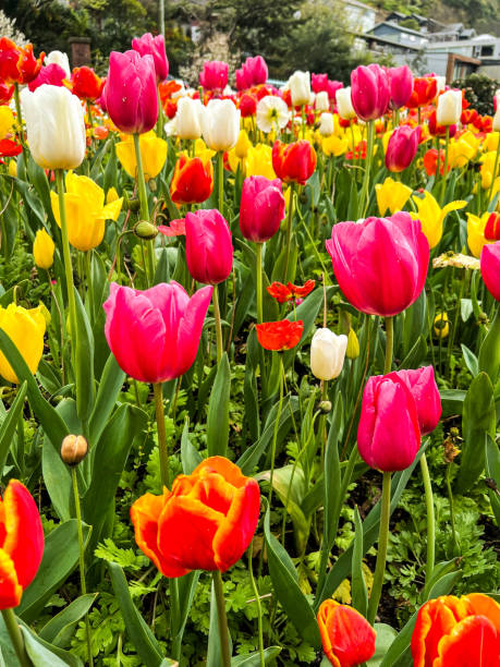 istock Colourful tulips in bloom 1843478246