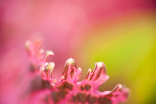 A macro capture with selective focus on the tip of a coleus leaf with a vibrant colourful background.