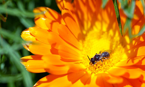 黄色マリーゴールド - nobody nature orange calendula arvensis ストックフォトと画像