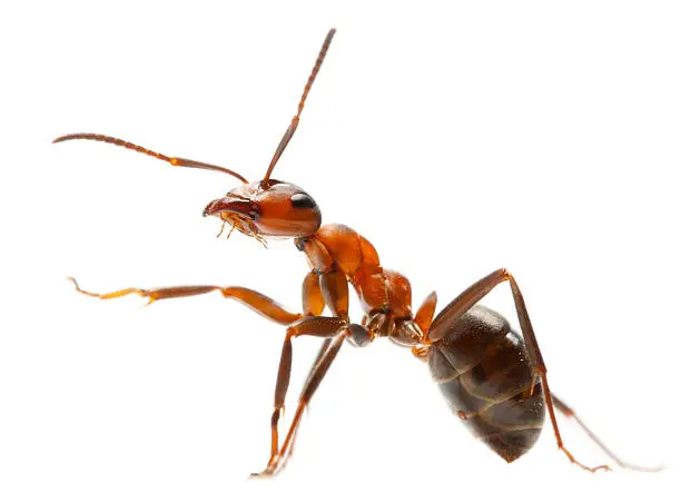 Photo of ant