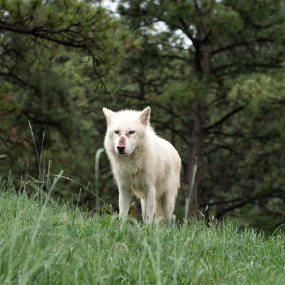 Image of a lone Arctic wolf from the front