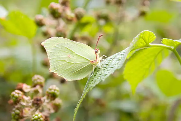 "Close-up of brimstone butterfly perched on blackberry leaf, almost invisible due to its perfect camouflage. Selective focus."