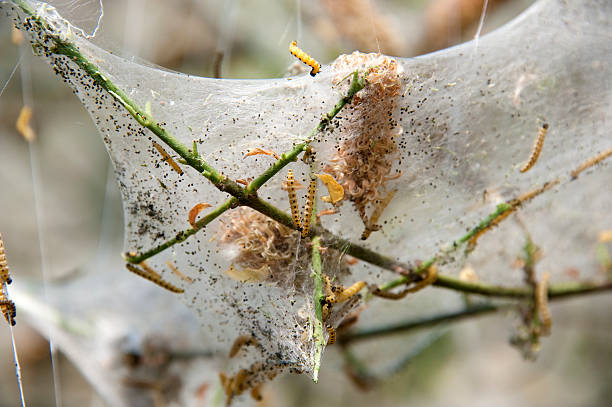istock Web of the Ermine mot 184348829