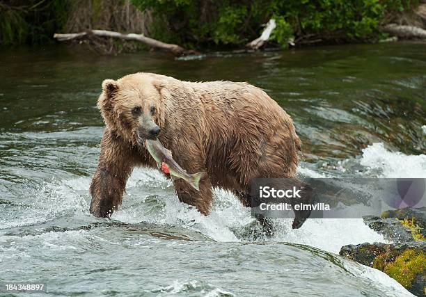 Brown Bear Con Salmón En Brooks Falls Alaska Foto de stock y más banco de imágenes de Actividad física - Actividad física, Agua, Alaska - Estado de los EE. UU.