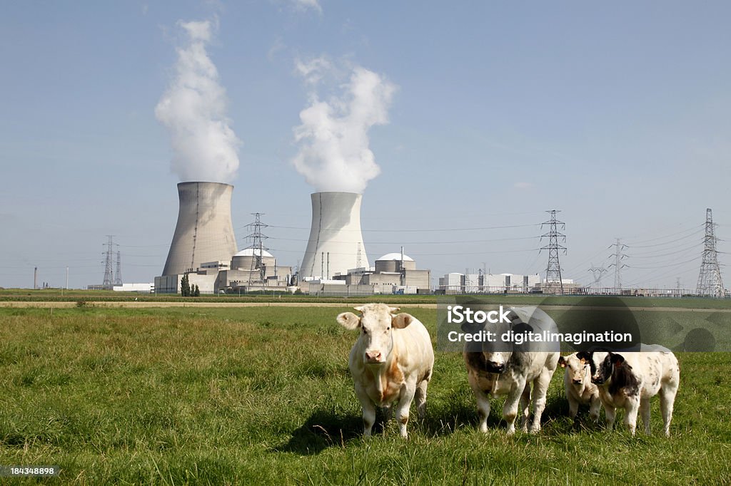 Elektrownia jądrowa - Zbiór zdjęć royalty-free (Krowa)