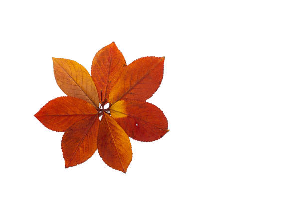 istock Isolated, dried red and yellow leaves on a white background. 1843496178