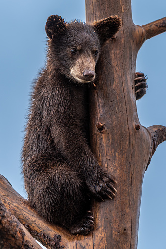 A single baby Black Bear sitting in a tree