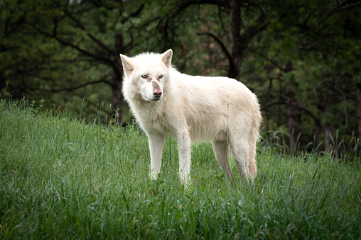 Image of a lone Arctic wolf from the side