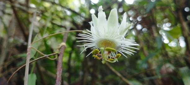istock Nature in focus wildlife landscapes 1843501799