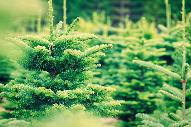 рождественская дерево ферма - noble fir стоковые фото и изображения