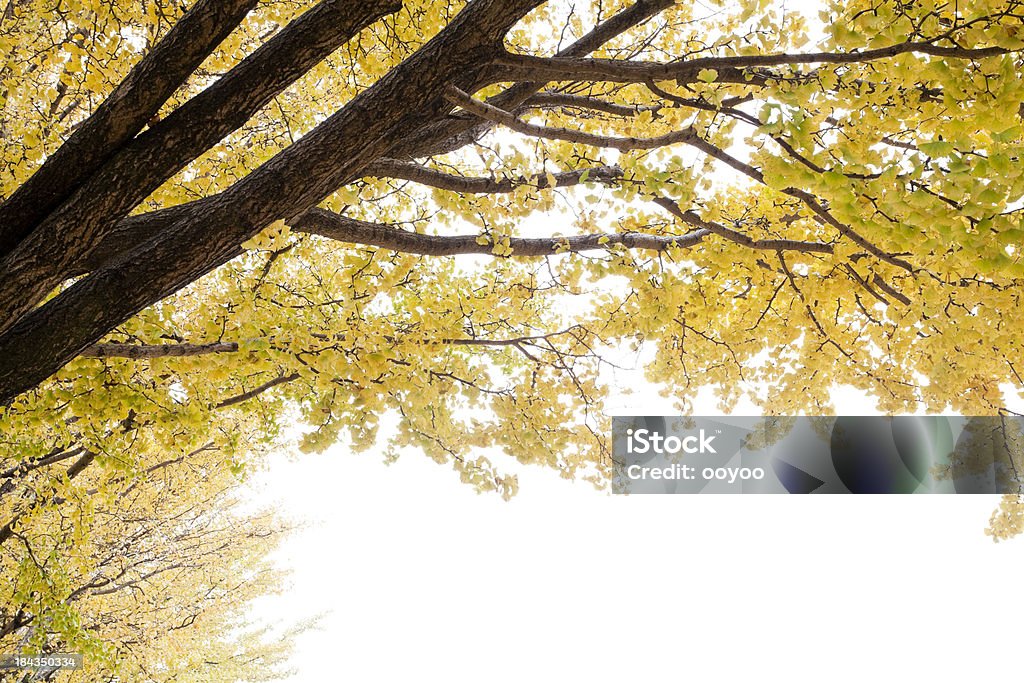 Las hojas de otoño Ginkgo - Foto de stock de Aire libre libre de derechos