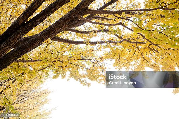 Photo libre de droit de Feuilles Dautomne Ginkgo banque d'images et plus d'images libres de droit de Arbre - Arbre, Automne, Branche - Partie d'une plante