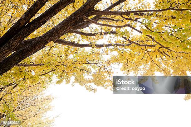 Jesień Liście Miłorzębu - zdjęcia stockowe i więcej obrazów Bez ludzi - Bez ludzi, Białe tło, Drzewo