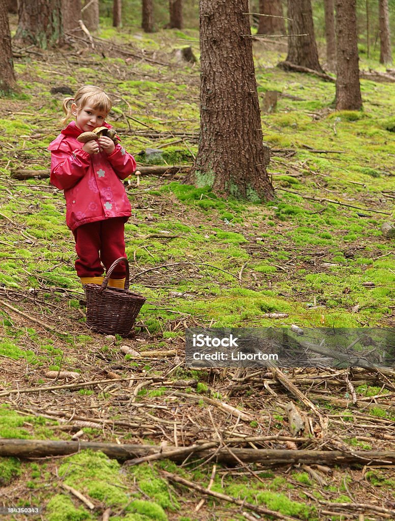 Pilz Pflücken - Lizenzfrei Pflücken Stock-Foto