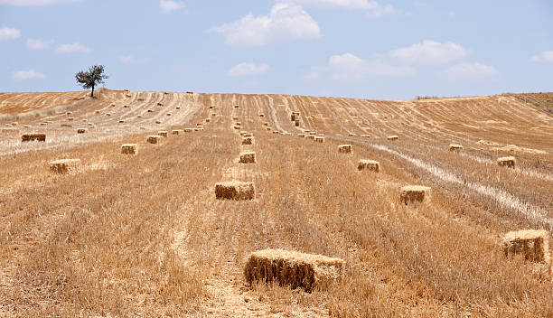 istock Bales of Hay 184350394