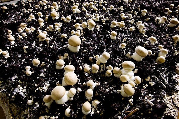 Mushroom Farm "Mushrooms growing indoors in a climatically controlled environment. Farmers are having to find more ways to earn a living away from the traditional areas of livestock and wheat. Growing mushrooms is one such area. These are brown cap mushrooms. Mushroom spores are impregnated into bales of straw, a layer of peat is spread over the straw which is then watered and under tightly controlled air quality conditions the mushrooms grow in total darkness, taking about a week to 10 days to grow to a size that can be cropped." soil fungus stock pictures, royalty-free photos & images