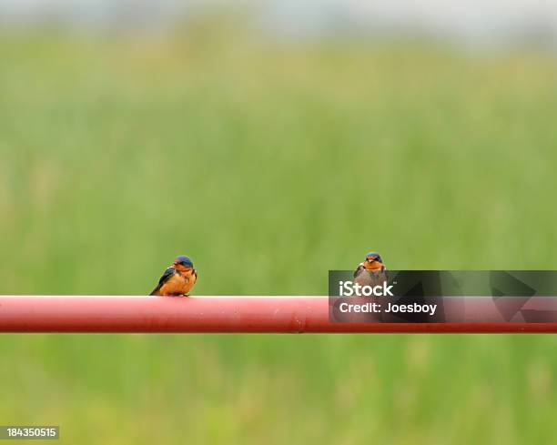 Jaskółka Dymówka Para Hirundo Rustica Na Rurze - zdjęcia stockowe i więcej obrazów Bez ludzi - Bez ludzi, Dwa zwierzęta, Dzikie zwierzęta