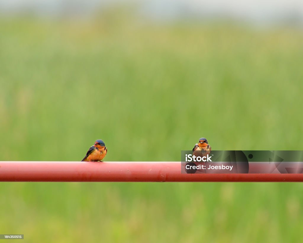 Andorinha-das-chaminés par, Hirundo rustica, em tubos - Foto de stock de Andorinha-das-chaminés royalty-free