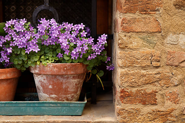 istock purple bellflowers in a window 184350581