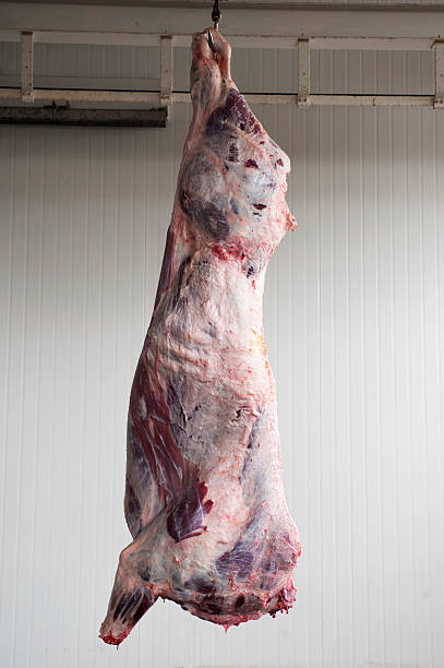 Slaughtered animal hanging from ceiling Cow carcass at slaughter house. dead animal photos stock pictures, royalty-free photos & images