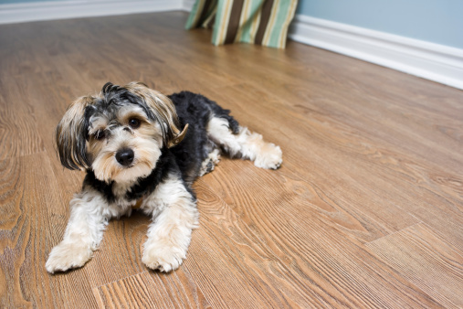ten month old mixed breed Maltese and Yorkshire Terrier lying down on hardwood floor
