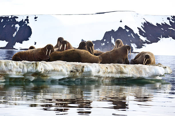 istock Walrus colony in Franz Josef Land 184351139
