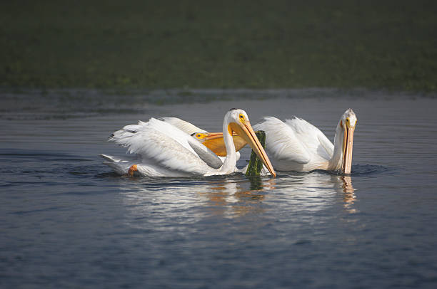istock Group of White Pelicans Swimming in Harbor 184351265