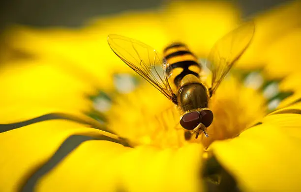 Photo of Hover-fly on flower