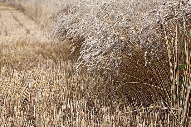 istock Grain field of rye as background 184351456