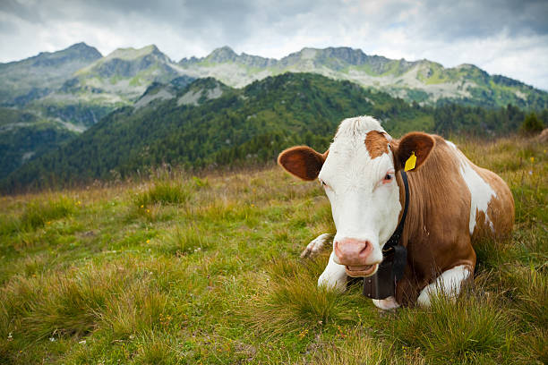 istock Cow in the Alps 184351526