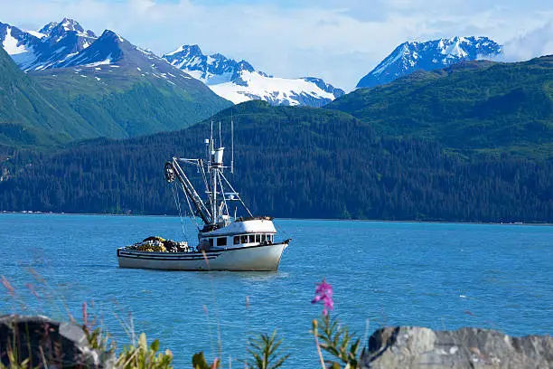 "Fishing boat used for seining Salmon fish anchored in Valdez, Alaska bay."