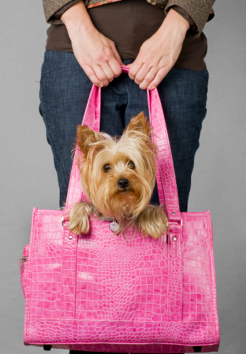 Silky terrier in dog carrier.  Please see my portfolio for other dog and animal related images.