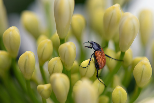 Rose beetle (Cetonia aurata) on a yellow flower in the garden