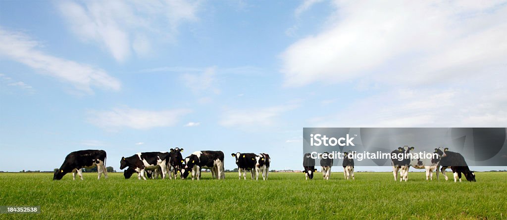 Vacas - Royalty-free Agricultura Foto de stock